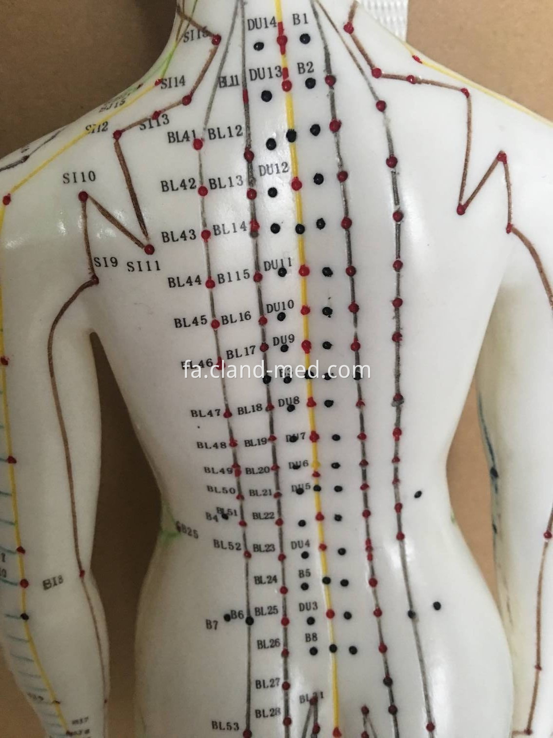 CL-MD0097 MALE ACUPUNCTURE MODEL (2)